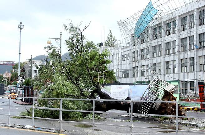 <태풍 볼라벤> 옛 전남도청 상징 회화나무 쓰러져 [연합뉴스 자료사진]
