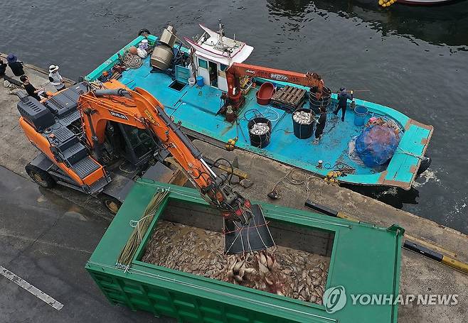 남해군 연일 적조…폐사 참돔 수거 지난 1일 오후 경남 남해군 미조면 한 항구에서 집단 폐사한 참돔의 수거 작업이 진행되고 있다. [연합뉴스 자료사진]
