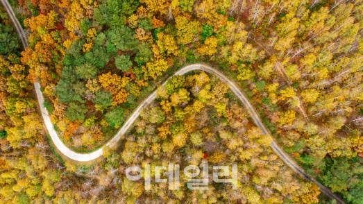 드론으로 촬영한 경북 청송 화장리 자작나무숲. (사진=경북 청송군 제공)