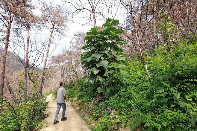지난 3월 산불로 불탄 고운사 들머리의 소나무 숲에서 다섯달 만에 오동나무가 5m가량으로 훌쩍 자랐다. 정용일 선임기자 yongil@hani.co.kr
