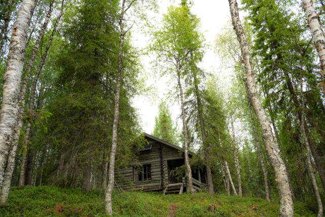 핀란드 라플란드 키틸라 아에케누스호변 자작나무 숲속의 뫼끼.