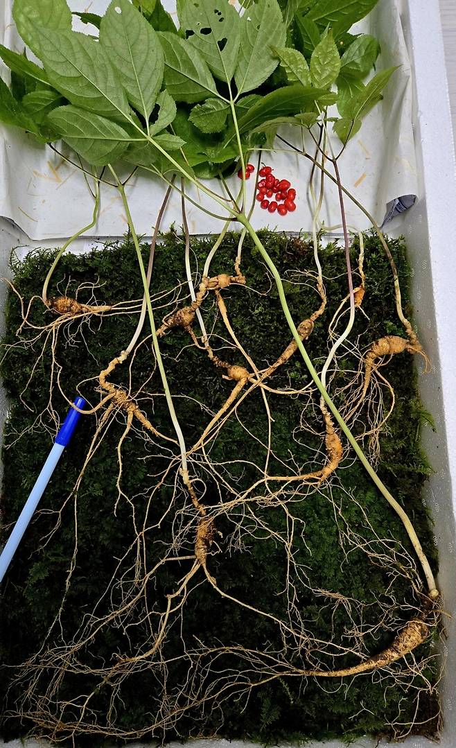 ▲ 지리산에서 발견된 천종산삼 [연합뉴스]