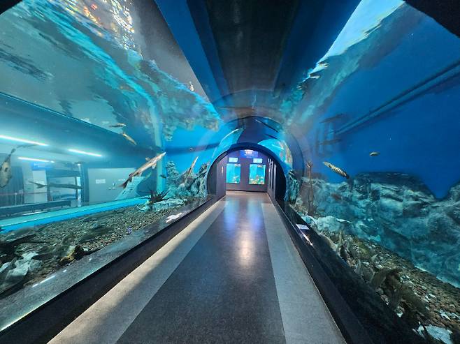 충북아쿠아리움 수중 터널. 충북도 제공