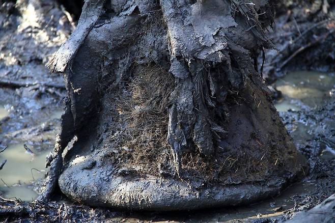 매머드의 발 [Love Dalén 제공. 재판매 및 DB 금지]