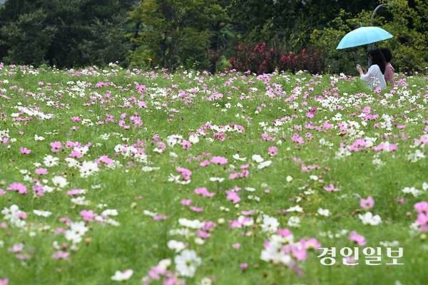 4일 오후 수원시 권선구 탑동시민농장을 찾은 시민들이 활짝 핀 코스모스 사이를 산책하며 즐거운 시간을 보내고 있다. 2025.9.4 /최은성기자 ces7198@kyeongin.com