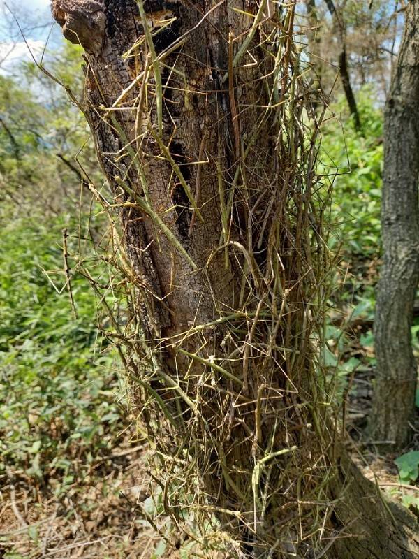 2024년 수리산과 청계산에서 발견된 대벌레. [경인방송DB]