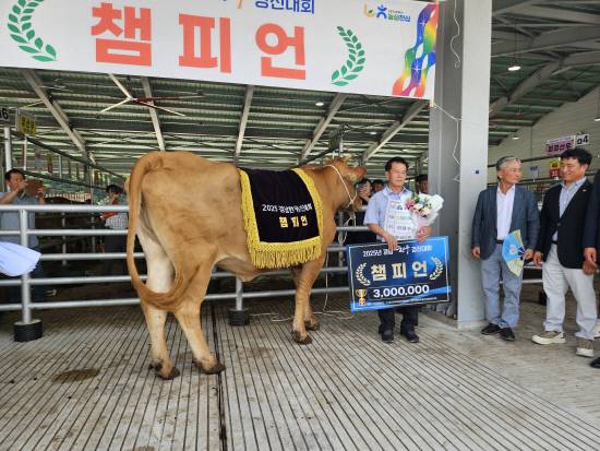 함양군은 4일 오전 함양가축경매시장에서 농협경제지주 경남지역본부가 주최하고 경상남도와 함양산청축협이 후원하는 '제10회 경남 한우경진대회'가 성황리에 개최된 가운데 도내 67농가 84두 출품돼 경남 최고 한우는 함양군 백전면 김정수 씨의 번식암소 3부 출품축이 종합 챔피언으로 등극했다.