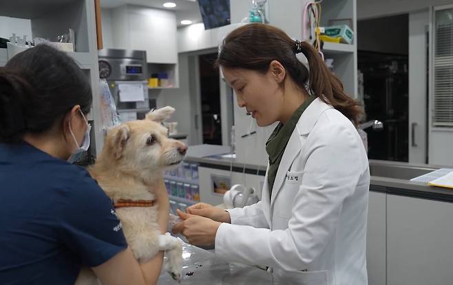 남소정 예은동물의료센터  내과원장·심장내과센터장이 반려견의 건강검진을 위해 채혈을 하고 있다(동물병원 제공). ⓒ 뉴스1