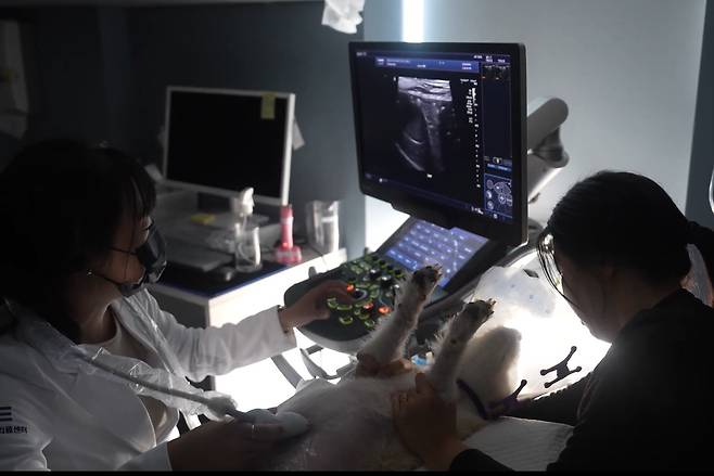 이가원 내과부원장·종양전문센터장이 반려견의 복부초음파를 하고 있다(동물병원 제공). ⓒ 뉴스1