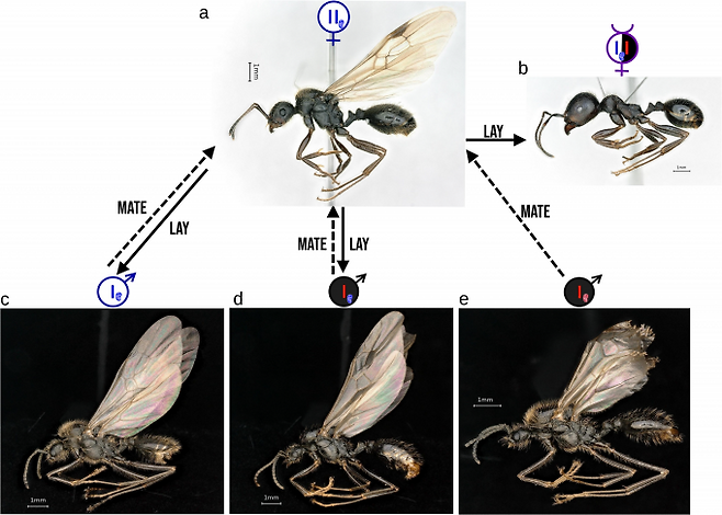 이베리아수확개미 여왕개미(a)는 이베리아수확개미 수개미(c)를 낳거나 수개미와 교미해 새로운 여왕개미를 낳을 수 있다. 스트럭터수확개미와 공존할 경우 야생 스트럭터수확개미 수개미(e)와 교미해 노동력을 제공하는 잡종 일개미(b)를 낳는다. 주변에 스트럭터수확개미가 없는 경우에도 클론 이베리아수확개미 수개미(d)를 혼자서 낳고 교미해 잡종 일개미를 낳을 수 있다. Y. Juve et al.(2025)/nature 제공