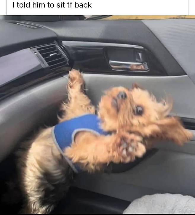 강아지 귀여워 (3).jpg 보조석 안전벨트의 중요성.jpg