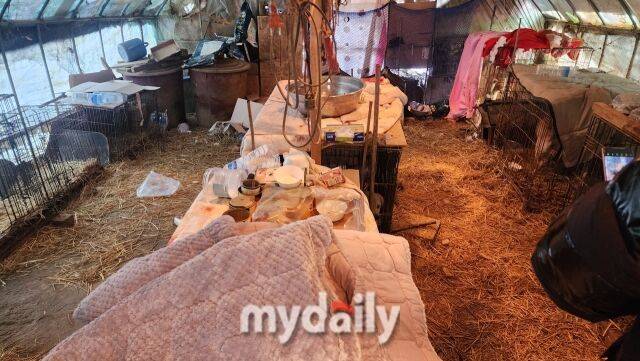 구조 전 유기견 보호소의 모습