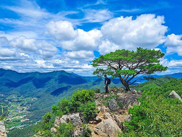 오봉산의 신선 같은 소나무 곁에 서면 경치가 시원하게 드러난다. 오봉산 정상에 닿기 직전의 바위봉우리이다. 뒤로 선암산과 영축산이 겹쳐 보인다.