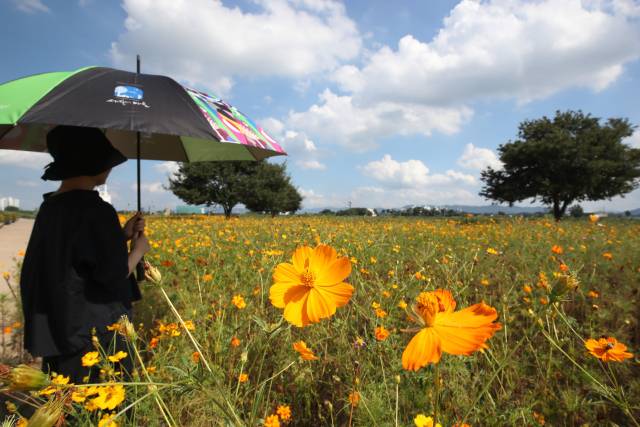 폭염의 기세가 다소 누그러든 3일 오후 경북 경산시 하양읍 금호강 하양경관농업단지에 곱게 핀 코스모스가 가을 소식을 전하고 있다. /뉴스1