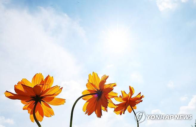 하늘은 이미 가을 (수원=연합뉴스) 홍기원 기자 = 늦더위가 이어지고 있는 2일 경기도 수원시 권선구 탑동시민농장에 노랑코스모스가 활짝 피어있다. 2025.9.2 xanadu@yna.co.kr