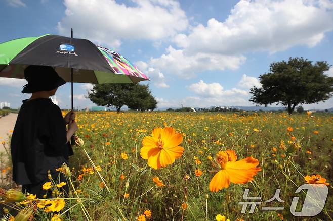 폭염의 기세가 다소 누그러든 3일 오후 경북 경산시 하양읍 금호강 하양경관농업단지에 곱게 핀 코스모스가 가을 소식을 전하고 있다. 2025.9.3/뉴스1 ⓒ News1 공정식 기자