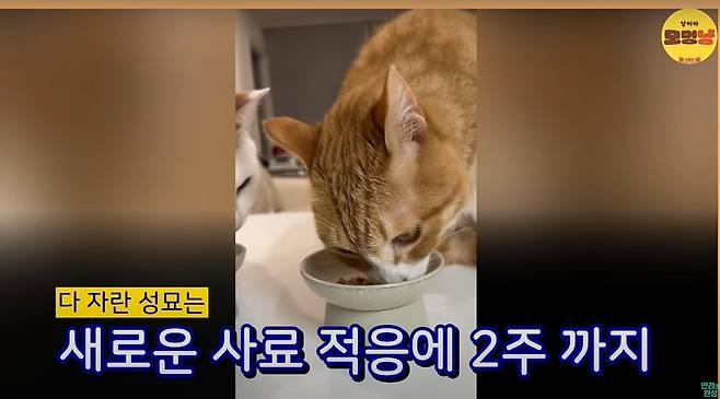 고양이가 특정 음식만 먹으려는 것은 단순한 입맛 문제가 아니라 본능과 생리적 특성에서 비롯된다(유튜브 반려의 완성 갈무리). ⓒ 뉴스1