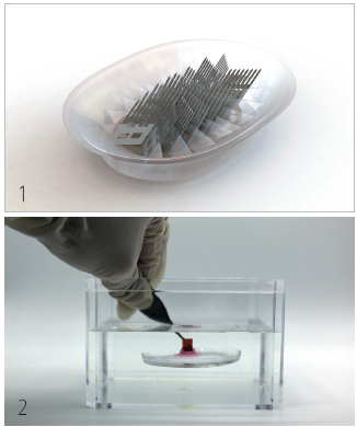1 빨판상어의 흡반을 모방한 수중 접착 장치. 바깥쪽 부드러운 부분은 실리콘 고무, 가운데 층판은 형상기억합금이다. 2 빨판상어의 흡반을 모방한 접착장치는 물속에서도 부드러운 표면에 단단히 부착할수 있다. /사진 MIT