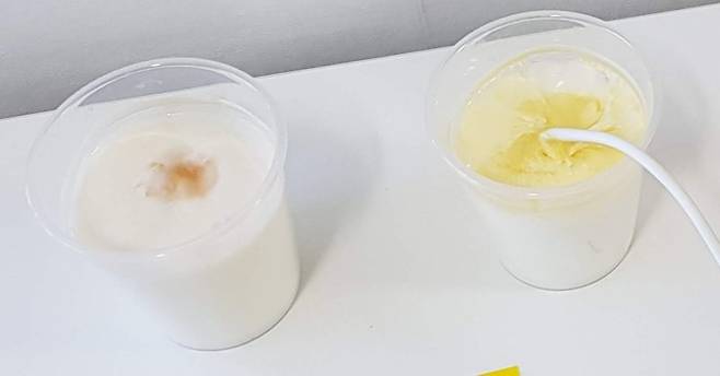 우유 접지 실험 7일차(맨위 사진)와 10일차 모습. 접지되지 않은 왼쪽 컵의 우유는 부패한 반면, 접지된 오른쪽 컵의 우유는 노랗게 발효됐다. 맨발걷기국민운동본부 제공