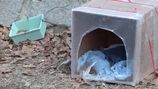 그나마 삐약이와 뽀짝이를 발견한 시민들이 추위를 피할 집과 먹이를 주기적으로 제공하며 임시 피난처를 제공했다. SBS TV동물농장 캡처