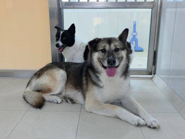 삐약이와 뽀짝이는 천천히 사람과의 적응을 배우고 있다. 동그람이 정진욱