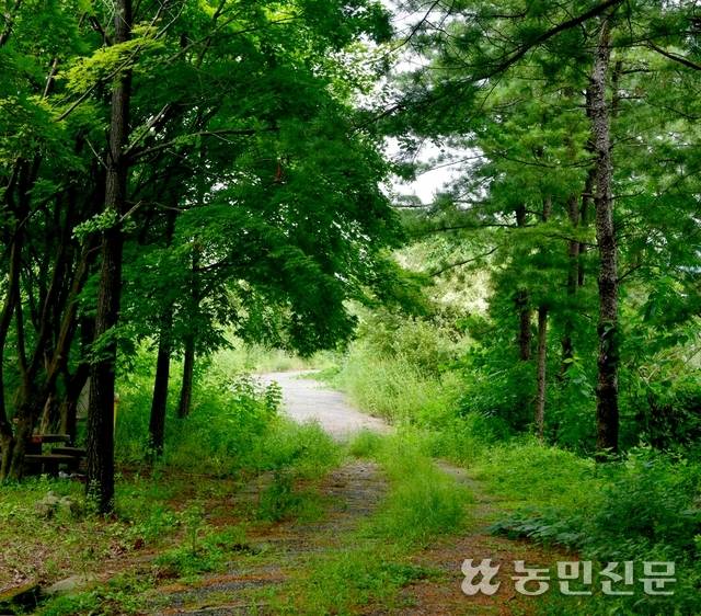 카페 주변에 조성된 산책로.