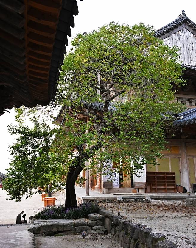 가을빛으로 물드는 각황전 홍매(천연기념물).