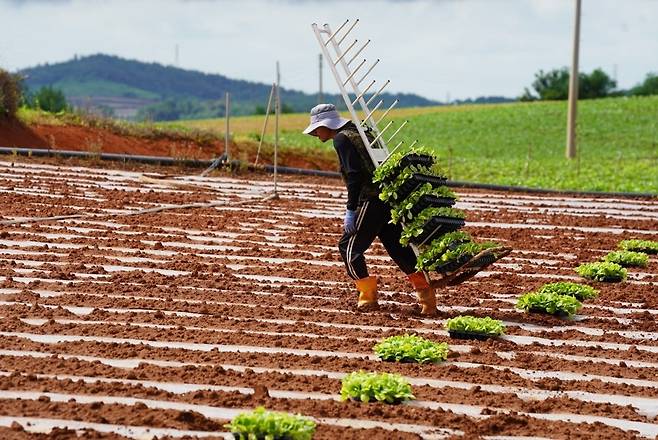 산이면 들녘 배추 정식 [해남군 제공·재판매 및 DB 금지]