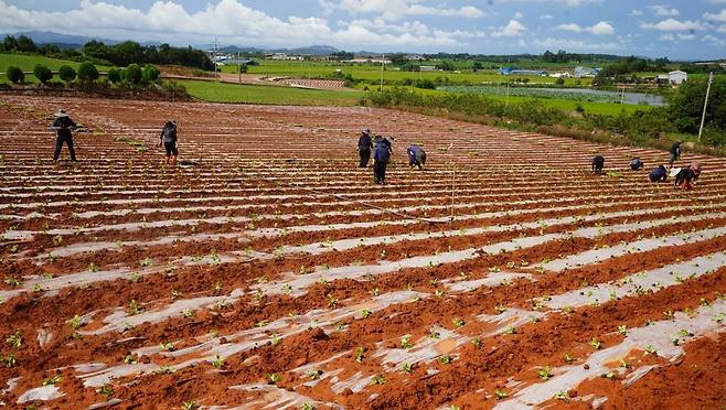 배추 정식 [해남군 제공·재판매 및 DB 금지]