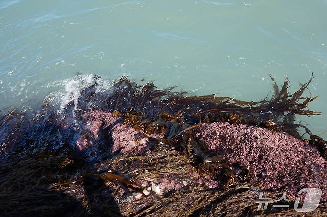혈도 갱번의 돌미역. 2025.9.5/뉴스1 ⓒ News1 조영석 기자