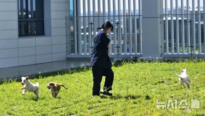 [평택=뉴시스] 평택동물보호센터내 보호중인 유기견들이 직원과 함께 산책놀이를 하고 있는 모습 202509.03.photo@newsis.com