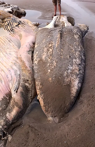 지난 3일 오전 영국 웨일스 카마던셔 펨브리의 세븐 시단 해변에서 머리 길이만 6m, 전체 몸길이는 무려 21m에 달하는 거대한 해양 생물 사체가 발견됐다. 사진=데일리포스트