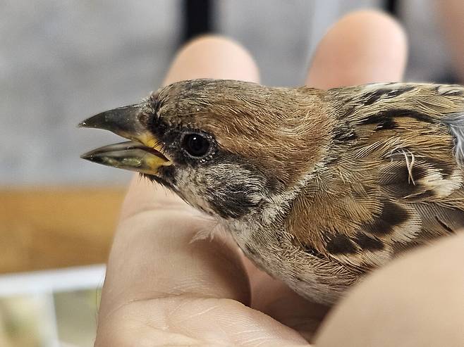 참새 한 마리가 더위에 지친 듯 비실거리며 책방으로 날아 들어왔다. ⓒ박임자 제공