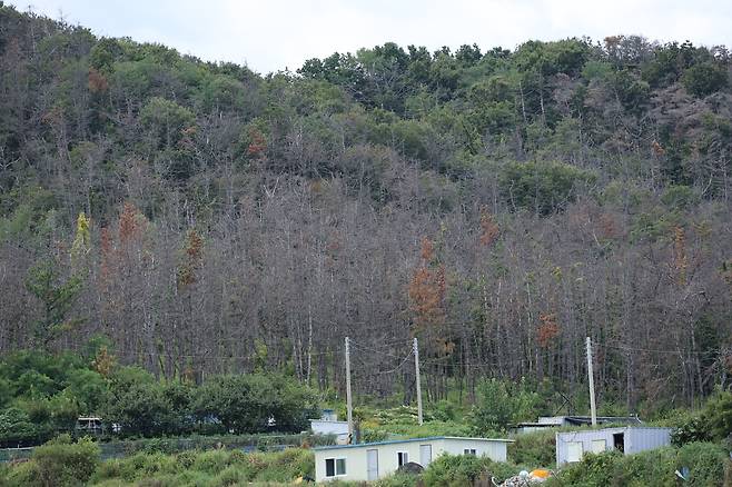 경북 포항 야산에 고사한 소나무 [촬영 손대성]