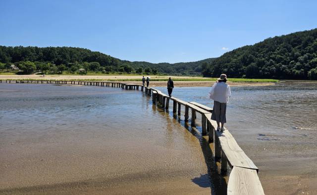 외나무다리 위를 걷는 발걸음마다 내성천의 물결이 반짝이며 화답한다. 이 다리를 건너야 무섬마을을 만날 수 있다.