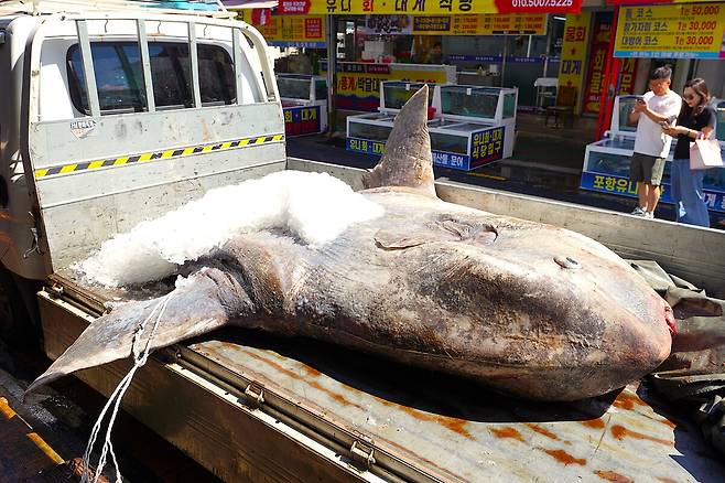 지난 8월 30일 포항 죽도시장 태영수산에 실려온 개복치. /김훈 사진작가 제공