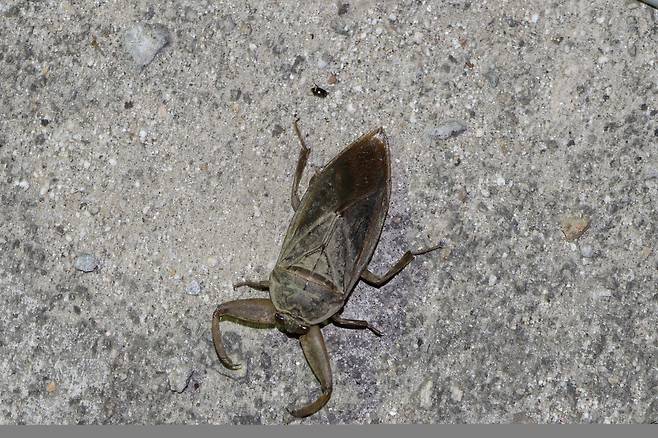 멸종위기종인 물장군[국립생태원 제공]