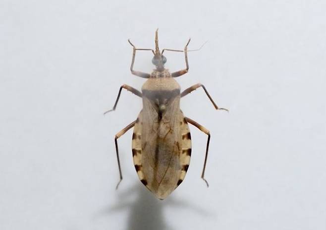 [서울=뉴시스] 키싱 버그의 외형. (사진 = 뉴욕포스트 캡처) 2025.09.07. *재판매 및 DB 금지