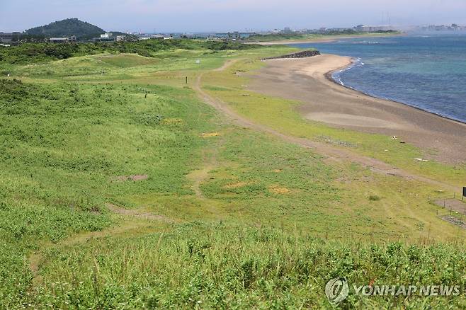제주 신양 해안사구 식생 [촬영 고성식]