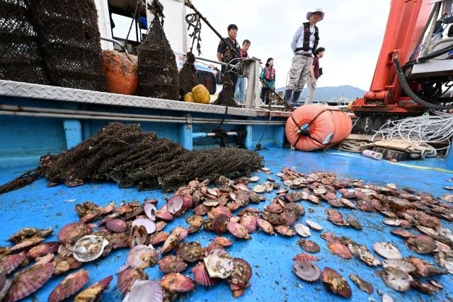 8일 오후 고성군 하일면 자란만 해역 가리비 양식장에서 산소부족 물덩어리(빈산소수괴)로 인해 가리비 90% 이상이 폐사해 빈껍데기가 널려 있다./전강용 기자/