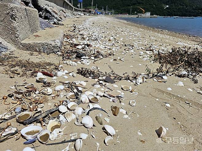 지난달 25일 찾은 진도군 임회면 해안갯벌. 물때가 한참 지났지만 과거 진흙 갯벌이던 구간이 모래화가 진행돼 일반 모래사장처럼 변해버린 모습.최류빈기자 rubi@mdilbo.com