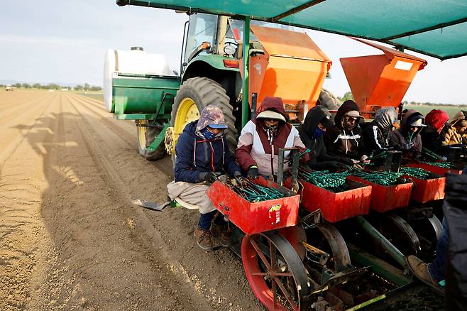 2022년 4월 미국 캘리포니아주 우들랜드 농장에서 얼굴을 가린 근로자들이 가뭄에 강한 노바빈 포도나무를 심고 있다. /연합뉴스