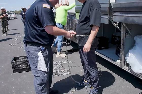 미국 이민세관단속국(ICE)과 국토안보수사국(HSI) 등 소속 요원들이 지난 4일(현지시간) 현대자동차와 LG에너지솔루션이 조지아주 서베나에 공동으로 건설중인 배터리 공장에서 불법체류자 단속을 벌여 475명을 단속했다. 이 중 300여명이 한국인으로 파악된다. 사진은 이날 단속 요원들이 한국인으로 추정되는 현장 직원의 허리를 쇠사슬로 묶고 있는 모습. [사진 ICE 동영상 캡처]