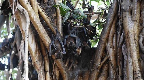 니파 바이러스를 옮기는 과일박쥐. AFP=연합뉴스