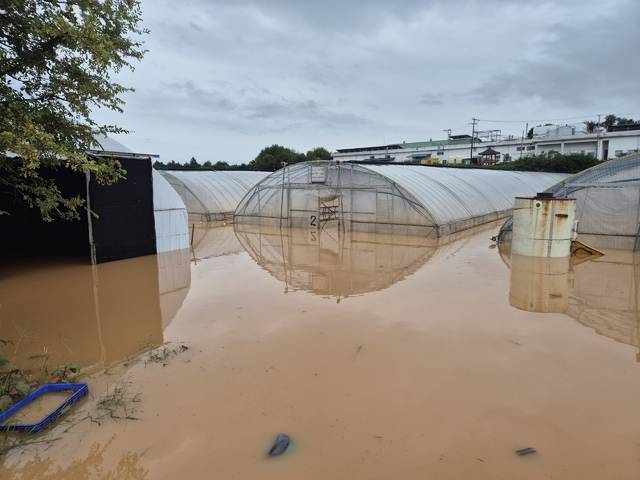 전북 익산 삼기면의 상추 시설하우스. 7일 오전까지도 가득찼던 물이 다 빠지지 않아 시설하우스에 들어갈 수도 없는 모습이다.