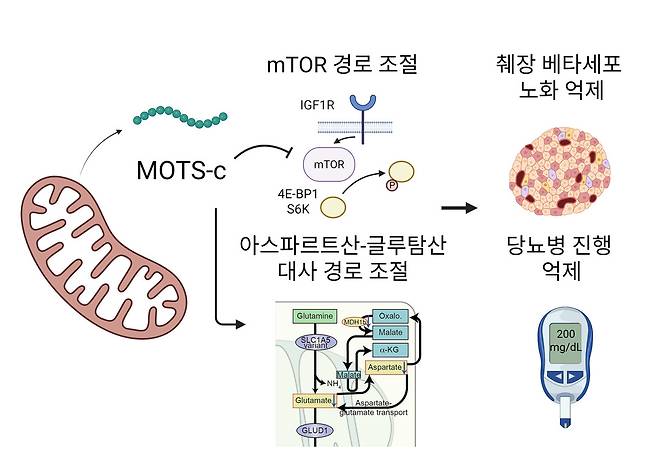 MOTS-c가 mTOR 및 아스파르트산–글루탐산 대사 경로를 조절해 췌장 베타세포 노화를 억제하고, 인슐린 기능을 보존함으로써 당뇨병 진행을 늦추는 기전 모식도.