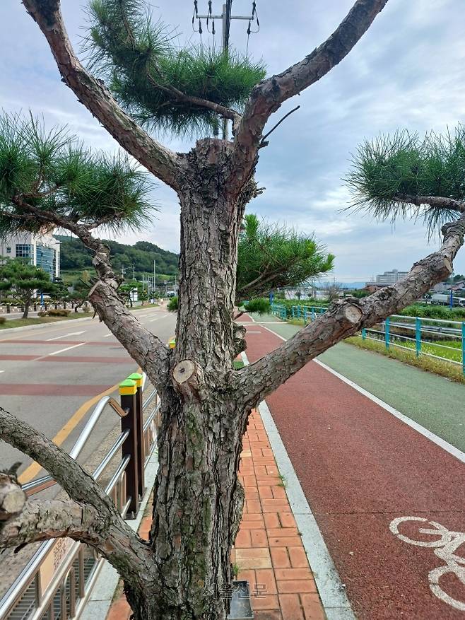 8일 오전 대구 군위군 군위읍시가지 일대에 조성된 소나무 가로수길의 소나무 가지들이 마구 잘려나가 흉물스런 모습을 하고 있다.