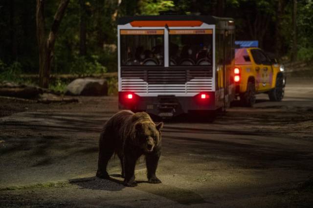 에버랜드 나이트 사파리 트램. 사진 제공=에버랜드.