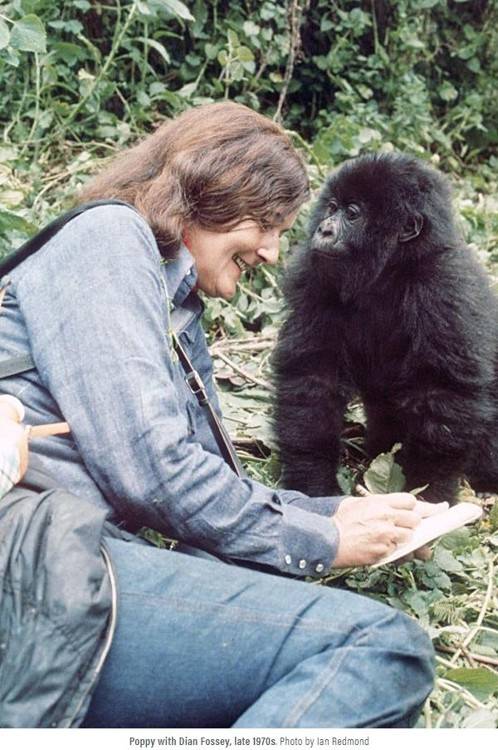 1970년대 후반 다이앤 포시와 고릴라 포피 [다이앤 포시 고릴라기금 인터내셔널 웹사이트 캡처]