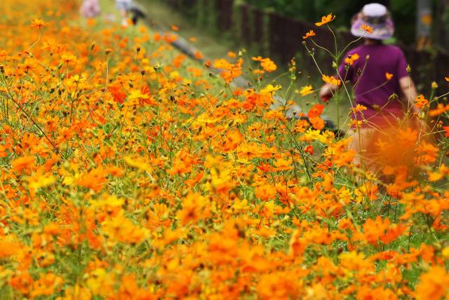 절기상 백로인 7일 경기도 수원시 권선구 탑동시민농장에 황화코스모스가 피어있다. 연합뉴스